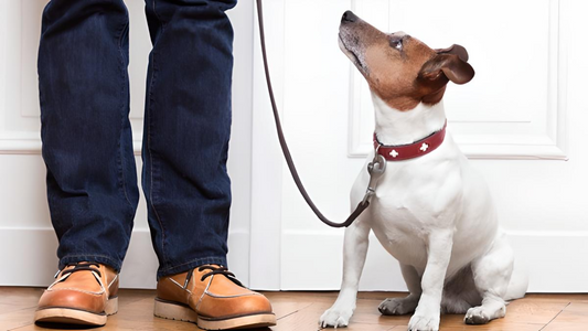 Understanding the Control of Dogs Order 1992